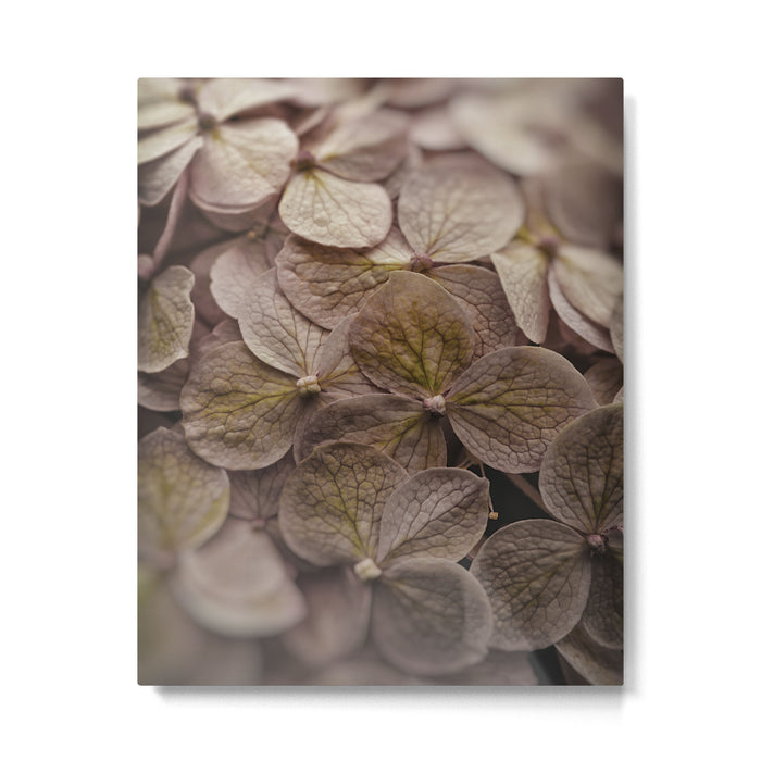 Hydrangea - botanical flower photograph pastel purple Metal Print Gallery Image 1