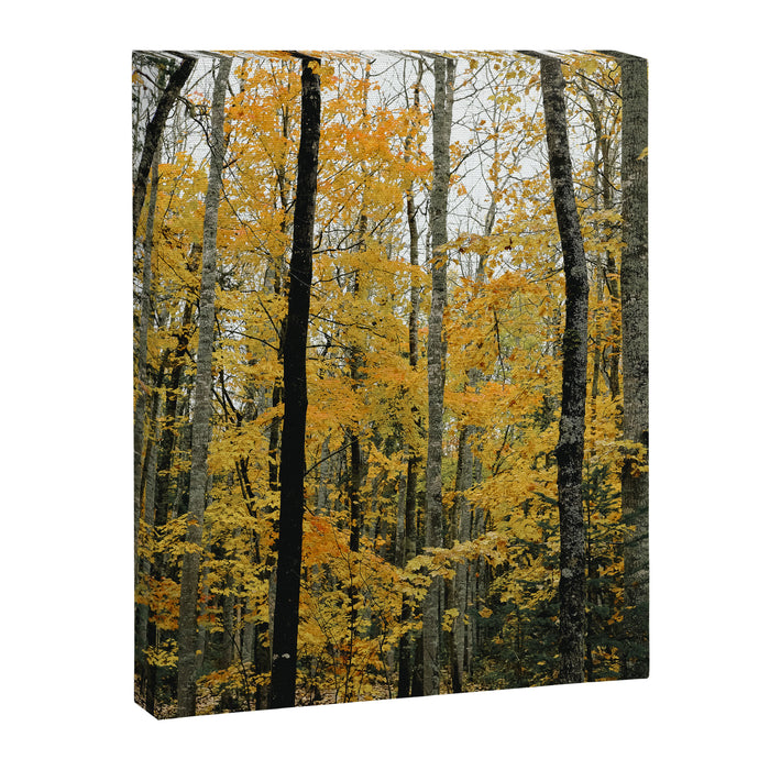 in the autumn forest - trees season nature photograph fall color Canvas Print Gallery Image 1
