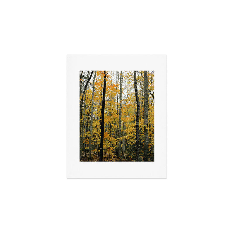 in the autumn forest - trees season nature photograph fall color Art Print Gallery Image 1