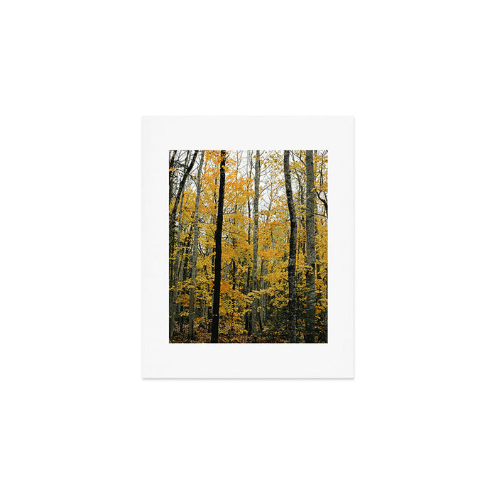 in the autumn forest - trees season nature photograph fall color Art Print Gallery Image 1