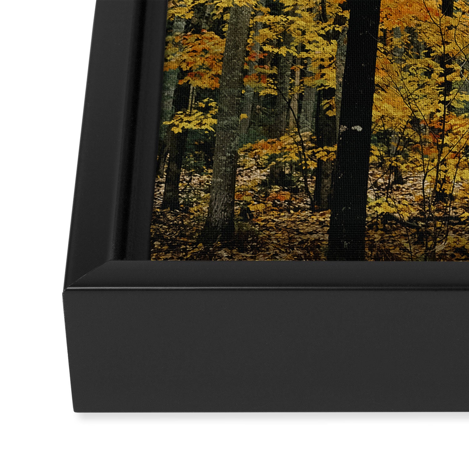 in the autumn forest - trees season nature photograph fall color Framed Canvas Print Gallery Image 3