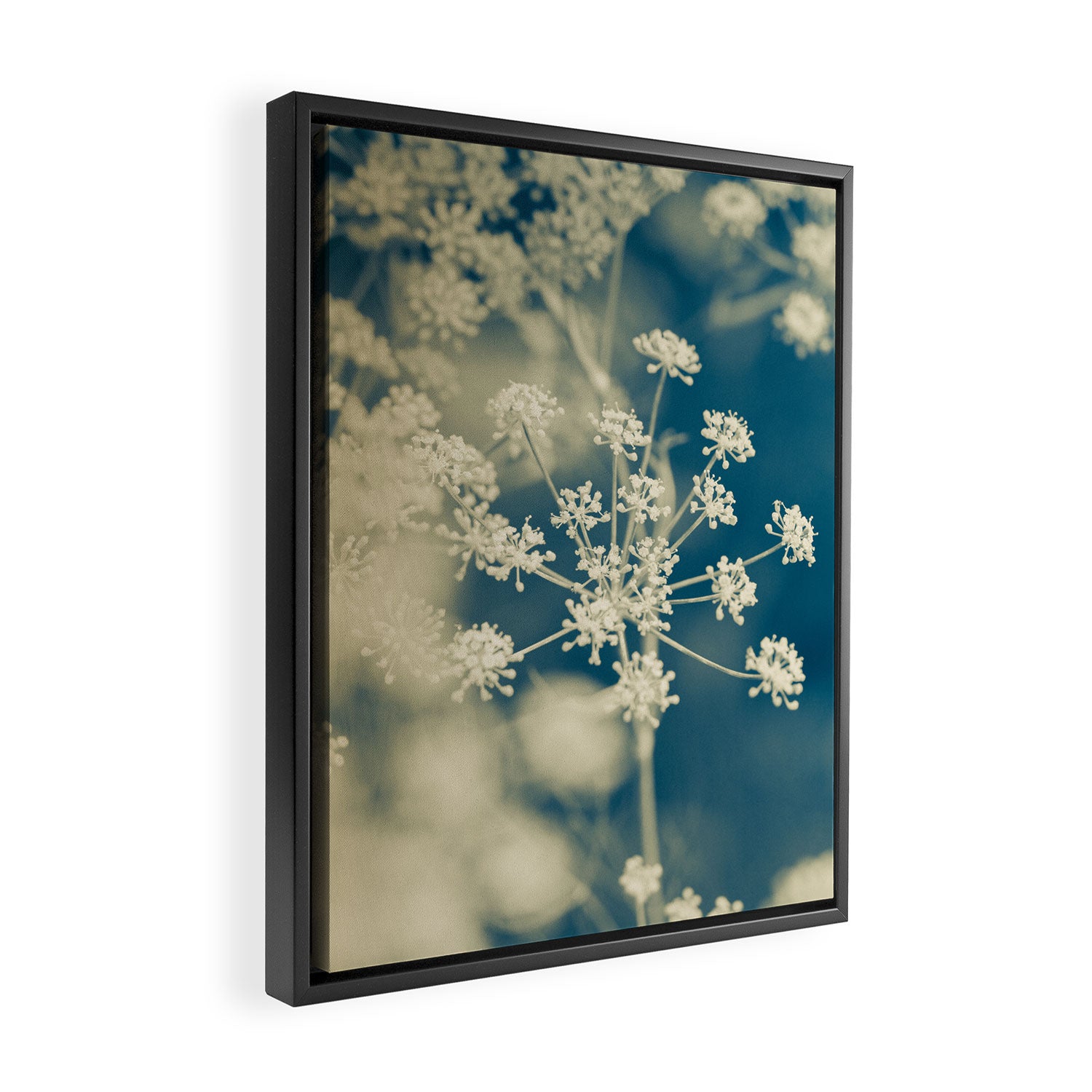 Indigo Dill Botanical Study 2 Framed Canvas Print Gallery Image 2