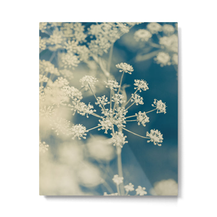 Indigo Dill Botanical Study 2 Metal Print Gallery Image 1