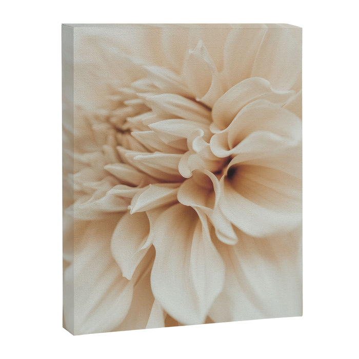 Innocence  Modern Blush White Botanical Dahlia flower photograph Canvas Print Gallery Image 1