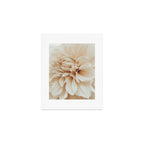 Innocence  Modern Blush White Botanical Dahlia flower photograph Art Print Gallery Image 1