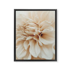 Innocence  Modern Blush White Botanical Dahlia flower photograph Framed Canvas Print Gallery Image 6