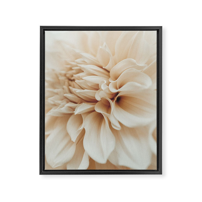 Innocence  Modern Blush White Botanical Dahlia flower photograph Framed Canvas Print Gallery Image 6