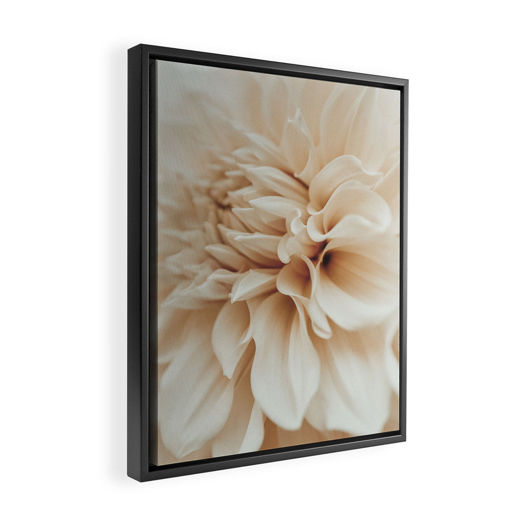 Innocence  Modern Blush White Botanical Dahlia flower photograph Framed Canvas Print Gallery Image 2