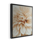 Innocence  Modern Blush White Botanical Dahlia flower photograph Framed Canvas Print Gallery Image 2