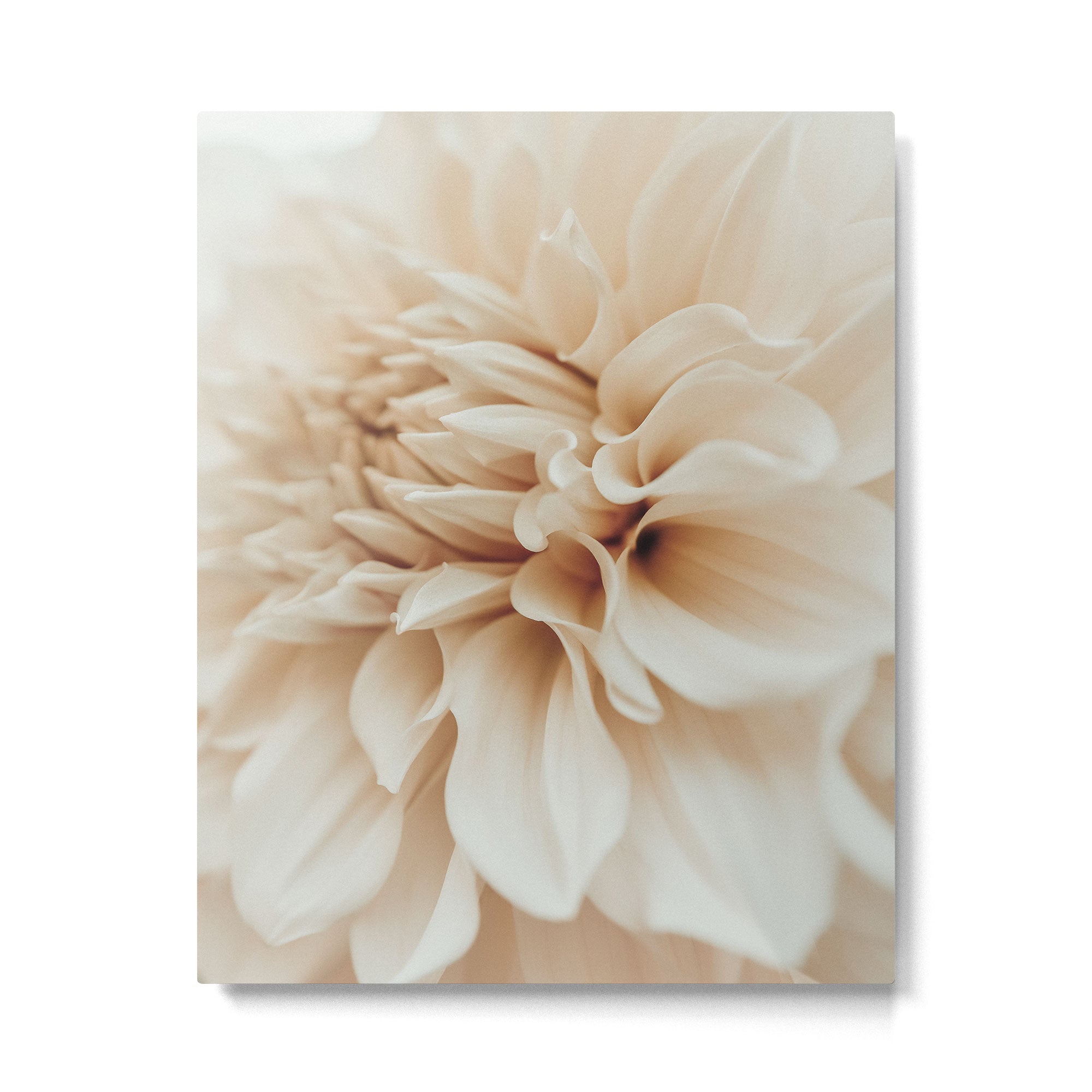 Innocence  Modern Blush White Botanical Dahlia flower photograph Metal Print Gallery Image 4