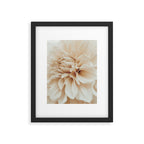 Innocence  Modern Blush White Botanical Dahlia flower photograph Framed Art Print Gallery Image 5