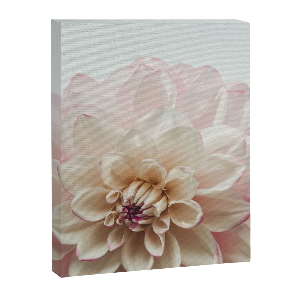 Intrepid x white dahlia flower photograph Canvas Print Gallery Image 6