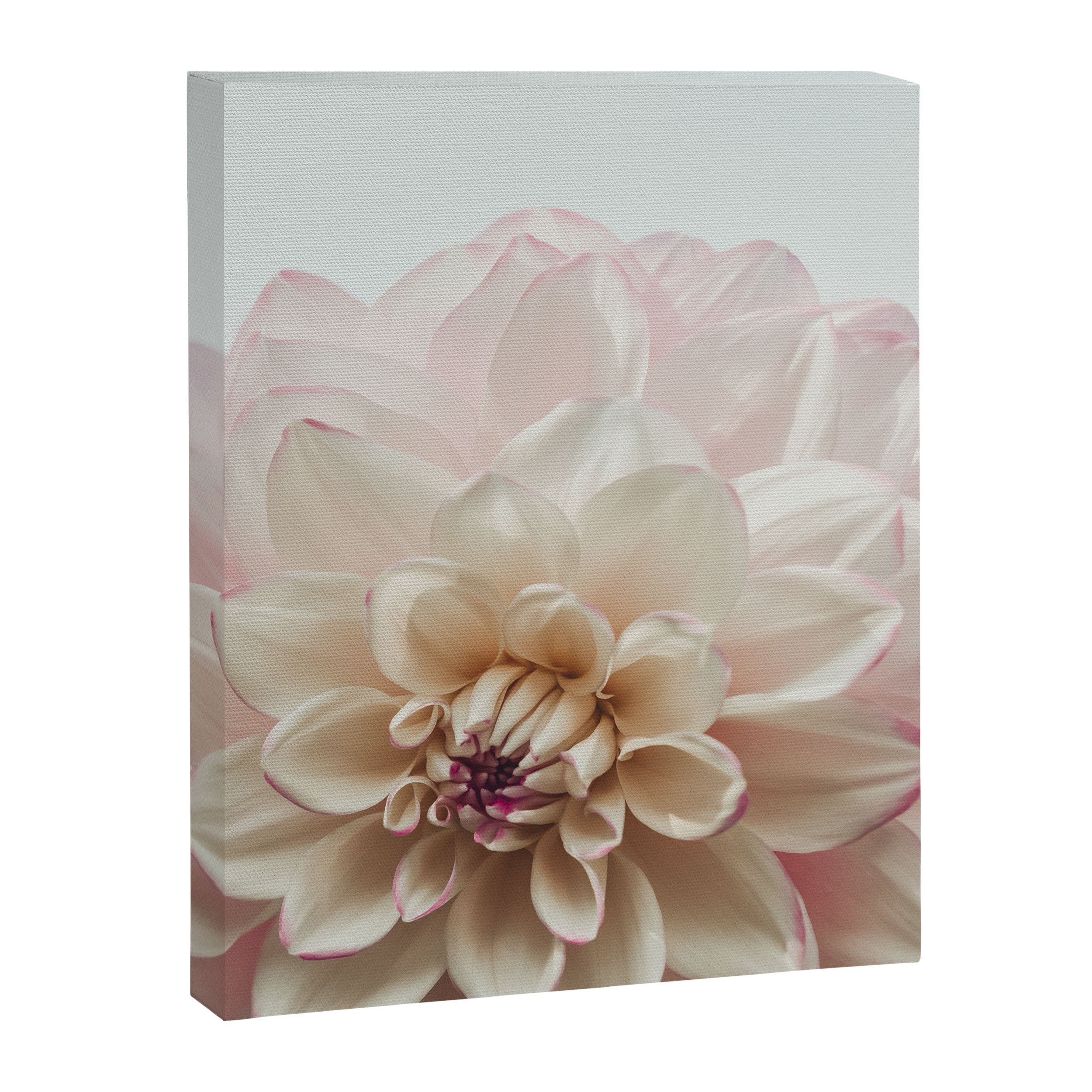 Intrepid x white dahlia flower photograph Canvas Print Gallery Image 6