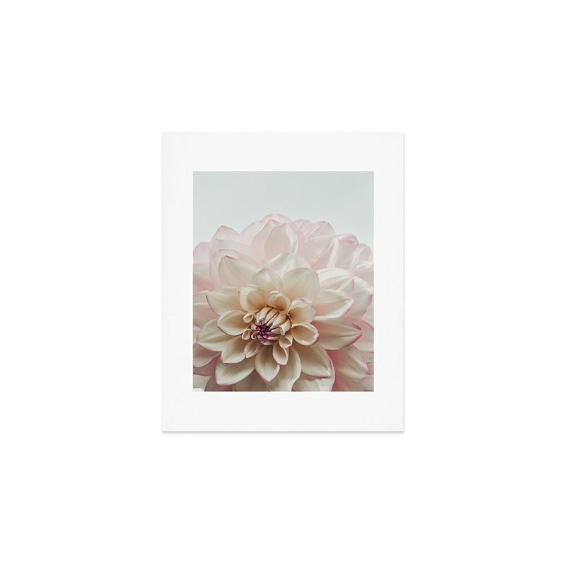 Intrepid x white dahlia flower photograph Art Print Gallery Image 1