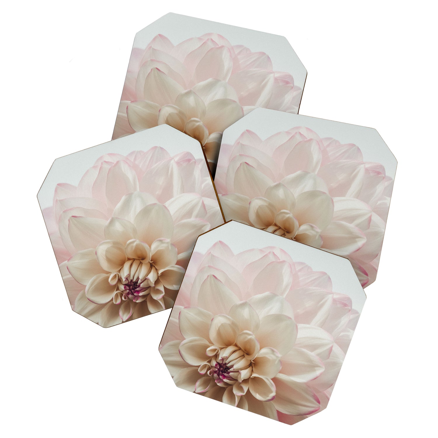 Intrepid x white dahlia flower photograph Coaster Gallery Image 1
