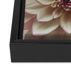 Intrepid x white dahlia flower photograph Framed Canvas Print Gallery Image 3