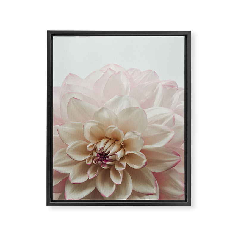 Intrepid x white dahlia flower photograph Framed Canvas Print Gallery Image 6