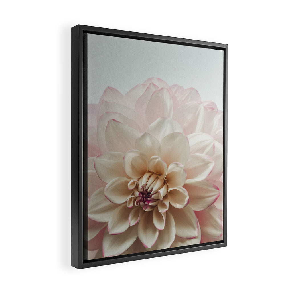 Intrepid x white dahlia flower photograph Framed Canvas Print Gallery Image 2