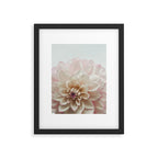 Intrepid x white dahlia flower photograph Framed Art Print Gallery Image 5