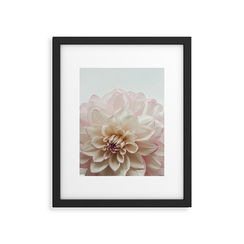 Intrepid x white dahlia flower photograph Framed Art Print Gallery Image 5
