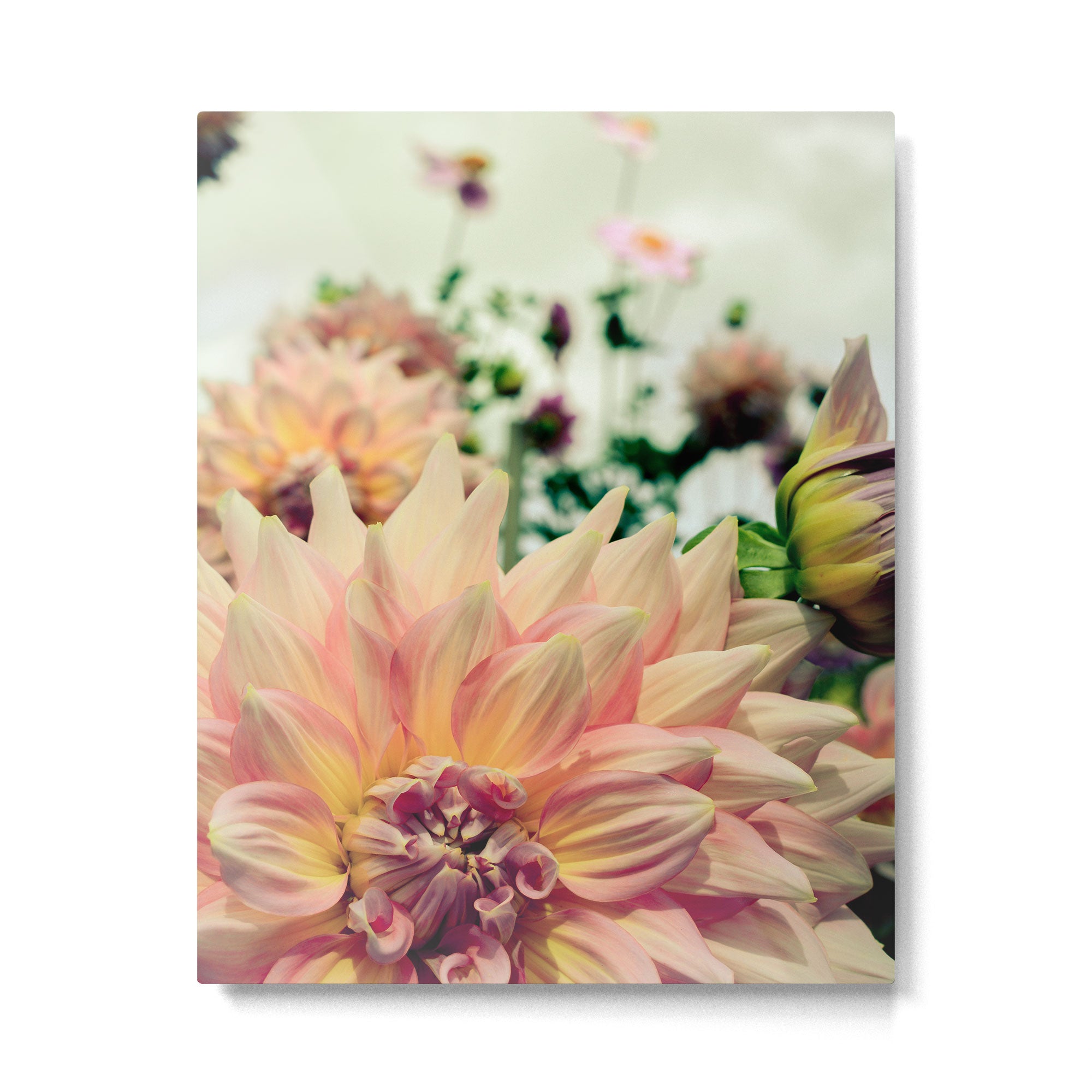 Joyful Noise - Modern Botanical Photograph Metal Print Gallery Image 4