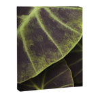 Leaf Line Art Elephant Ear Study Canvas Print Gallery Image 6