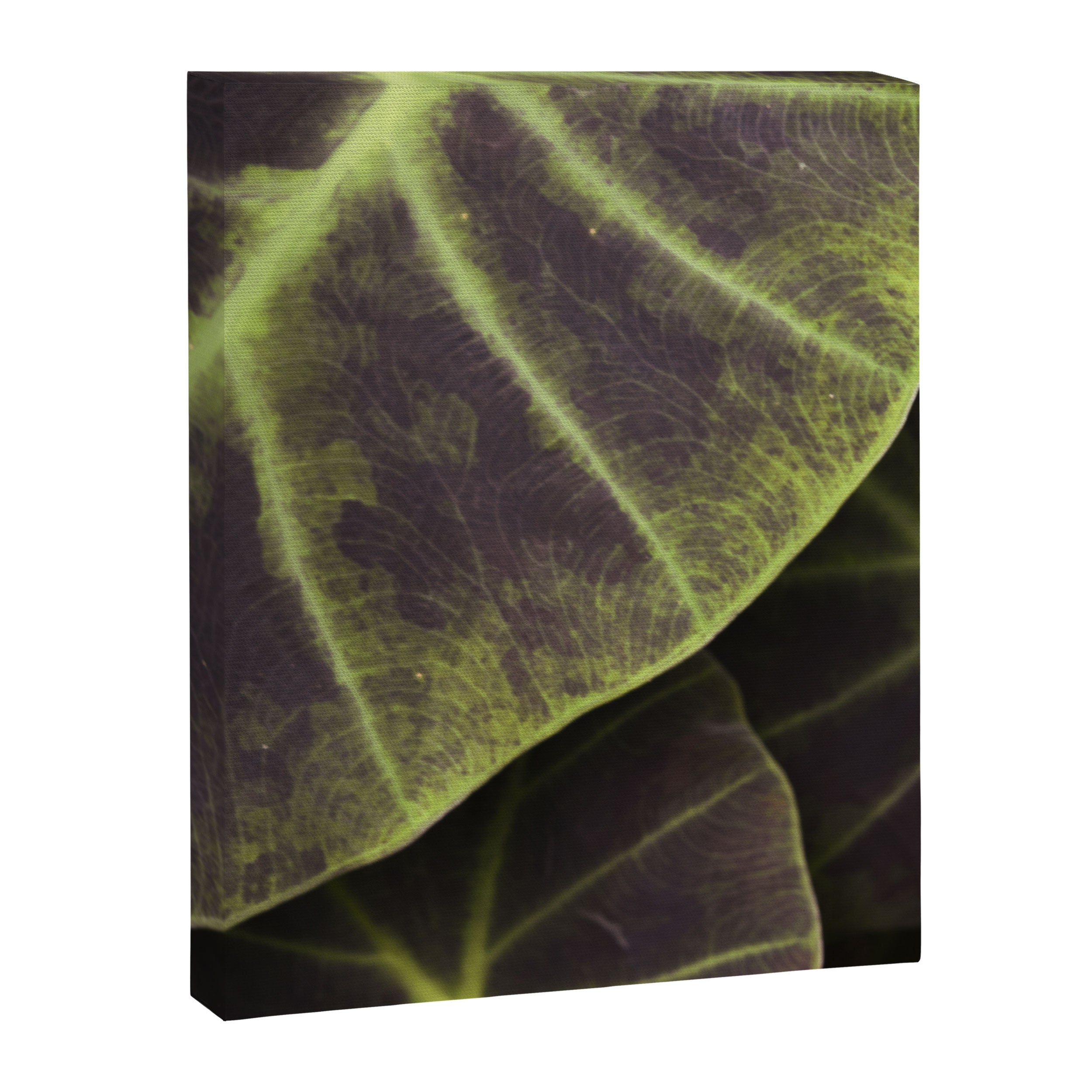Leaf Line Art Elephant Ear Study Canvas Print Gallery Image 6