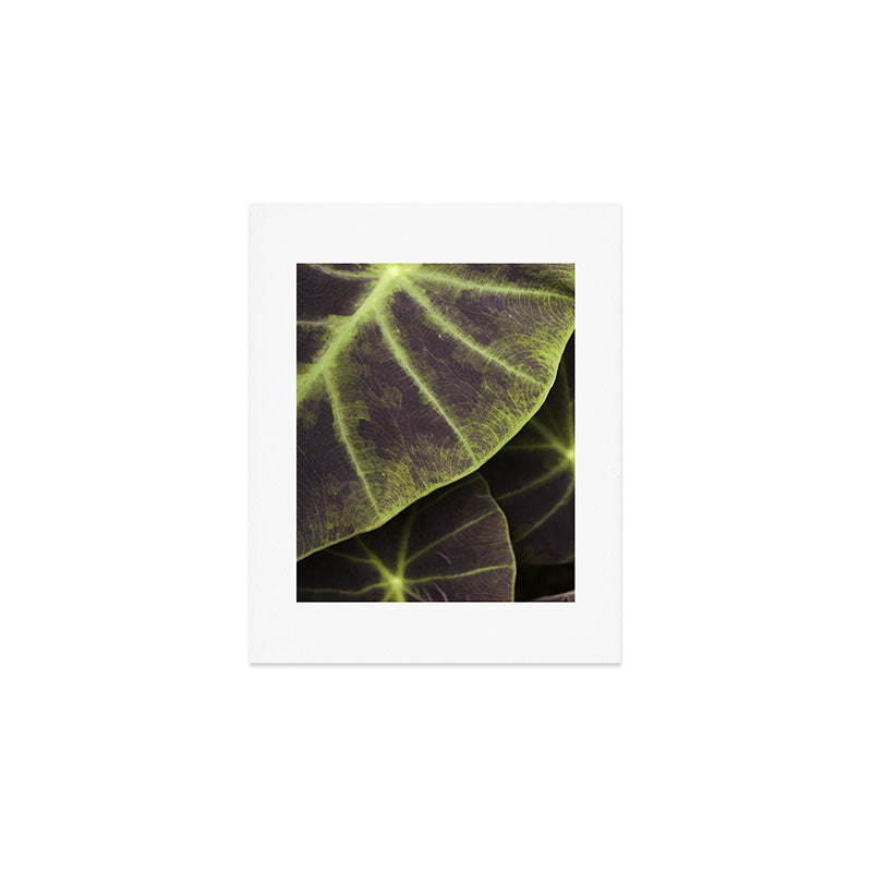 Leaf Line Art Elephant Ear Study Art Print Gallery Image 1