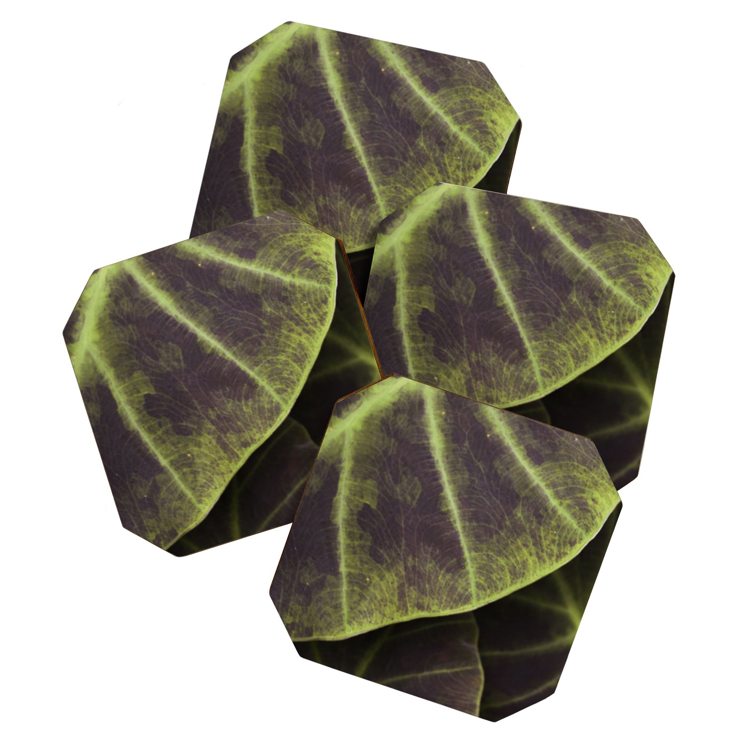 Leaf Line Art Elephant Ear Study Coaster Gallery Image 1