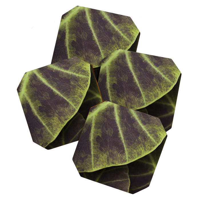 Leaf Line Art Elephant Ear Study Coaster Gallery Image 1