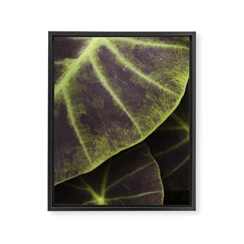 Leaf Line Art Elephant Ear Study Framed Canvas Print Gallery Image 6