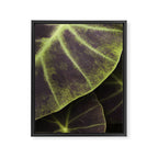 Leaf Line Art Elephant Ear Study Framed Canvas Print Gallery Image 6