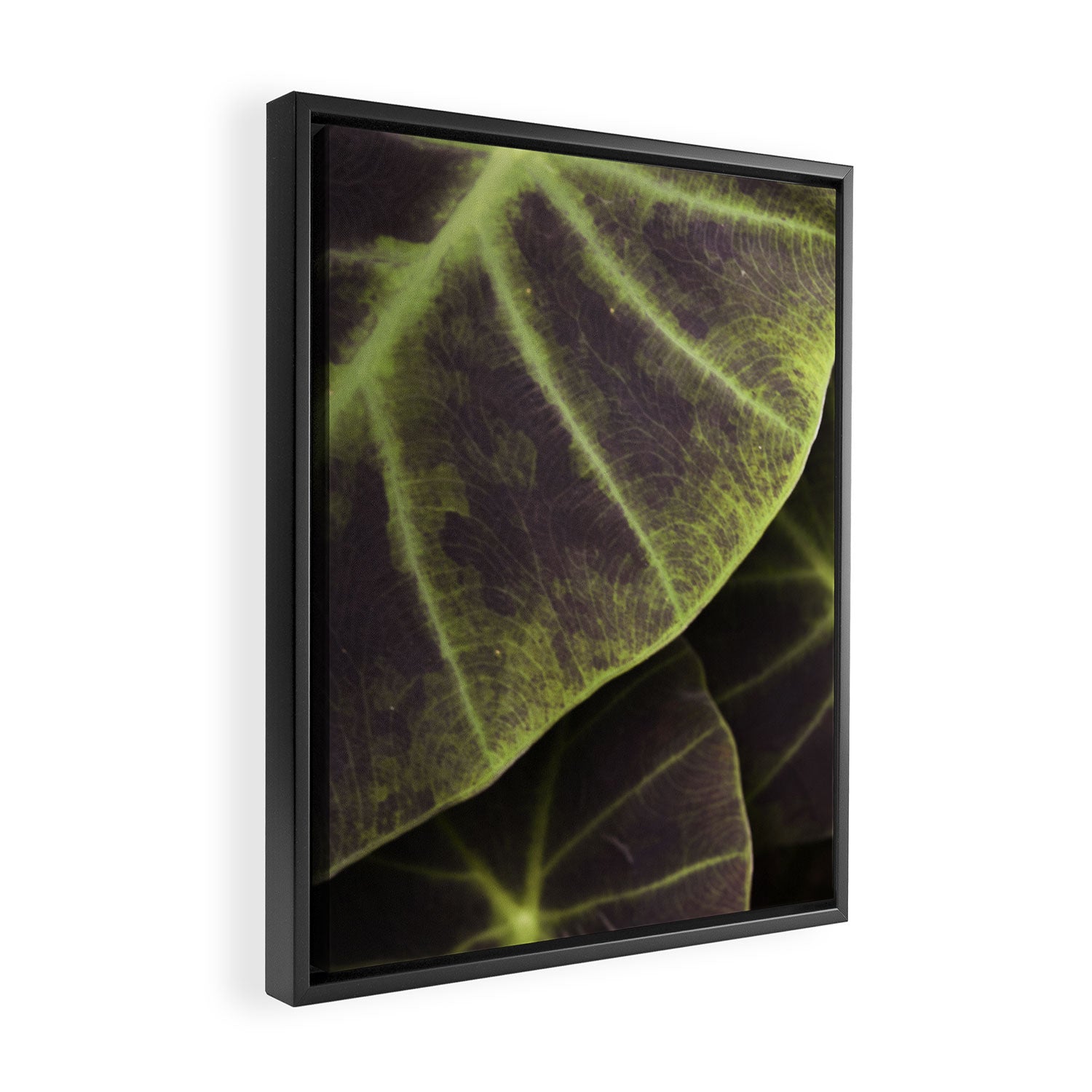 Leaf Line Art Elephant Ear Study Framed Canvas Print Gallery Image 2