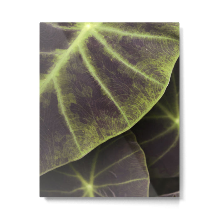 Leaf Line Art Elephant Ear Study Metal Print Gallery Image 1