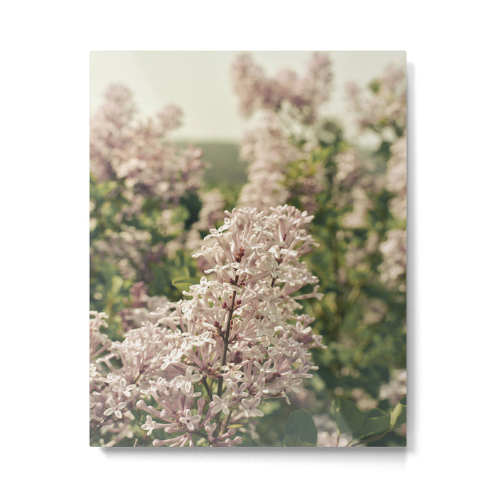 Lilac Flowers Botanical Photograph Metal Print Gallery Image 1