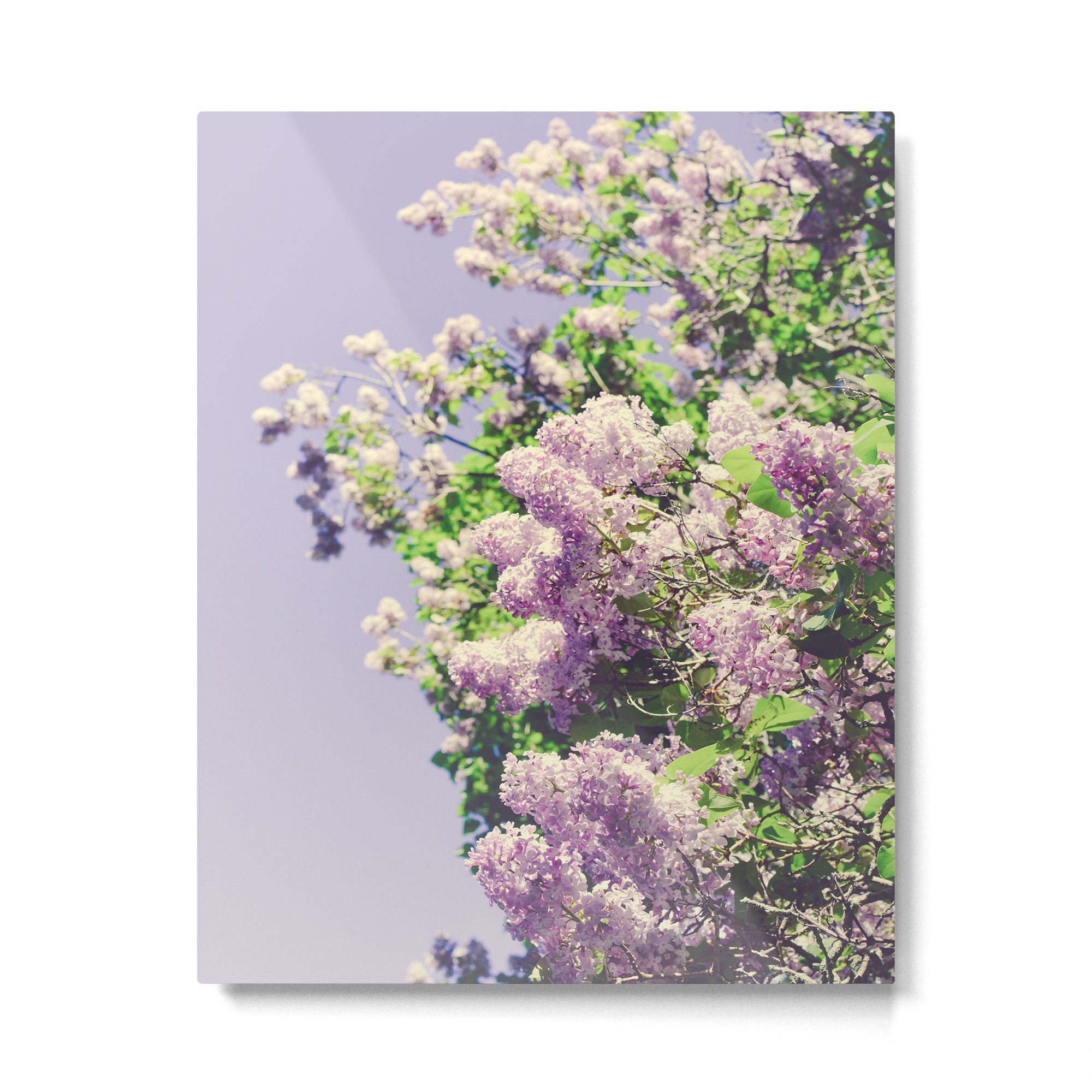 Lilac Flowers Metal Print Gallery Image 4