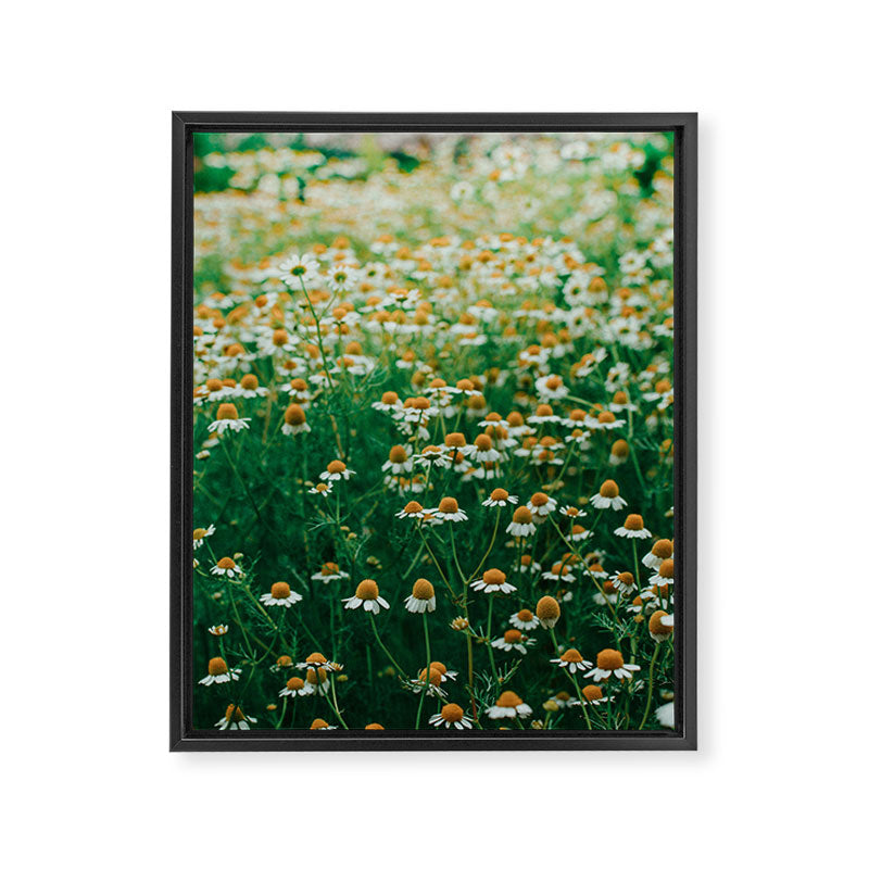 Little White Flowers in a Garden Framed Canvas Print Gallery Image 6