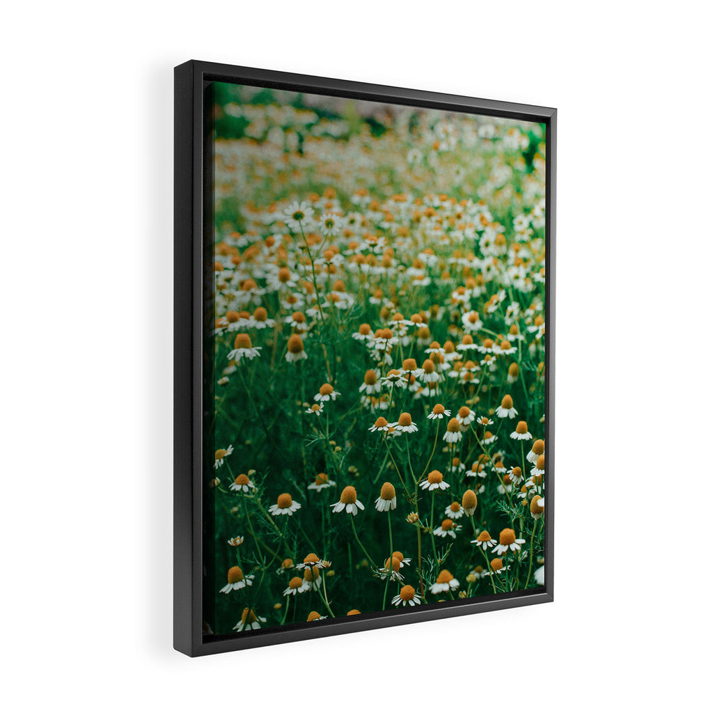 Little White Flowers in a Garden Framed Canvas Print Gallery Image 2