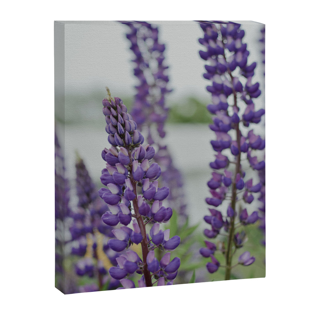 Lupine Field Canvas Print Gallery Image 6