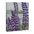 Lupine Field Canvas Print Gallery Image 6