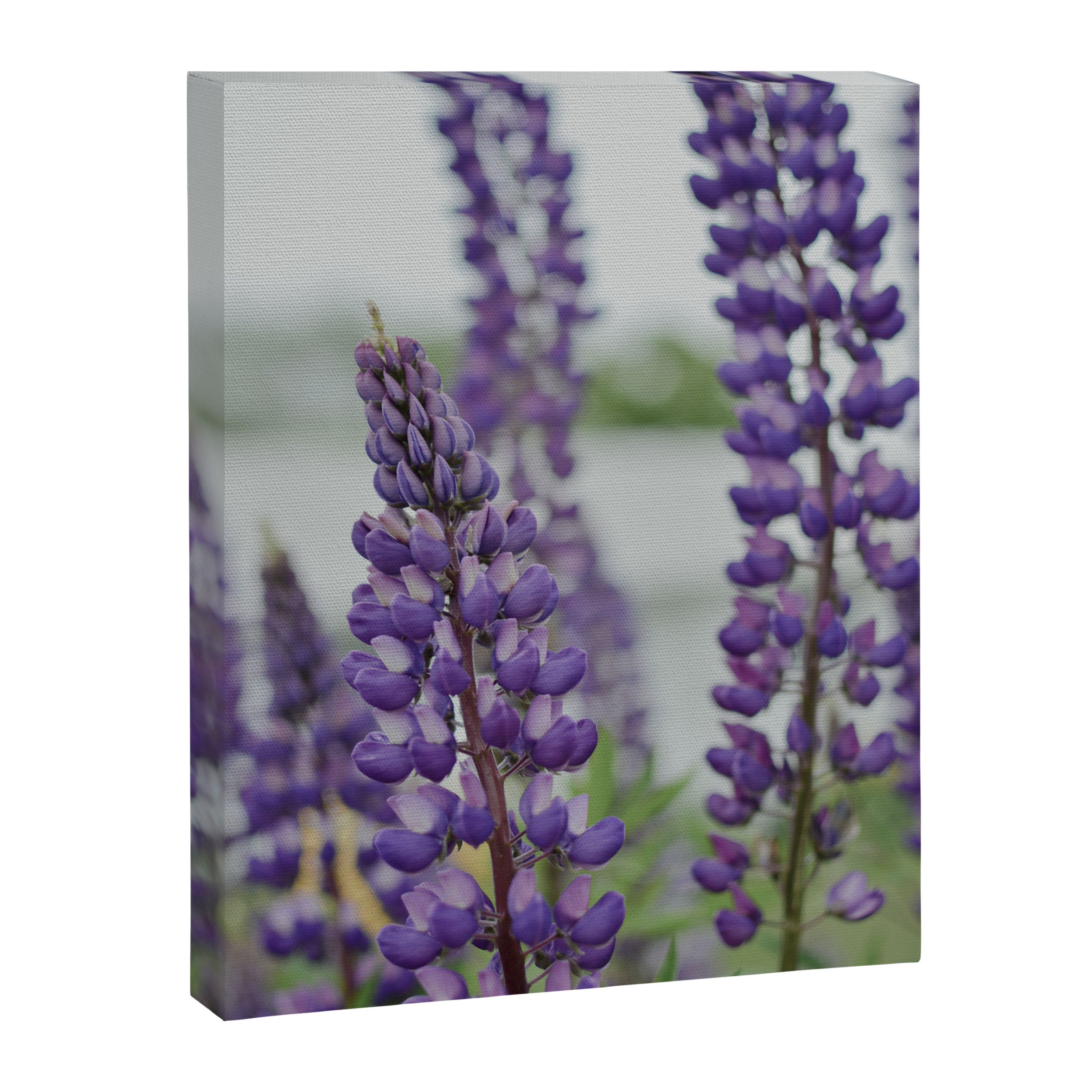 Lupine Field Canvas Print Gallery Image 6