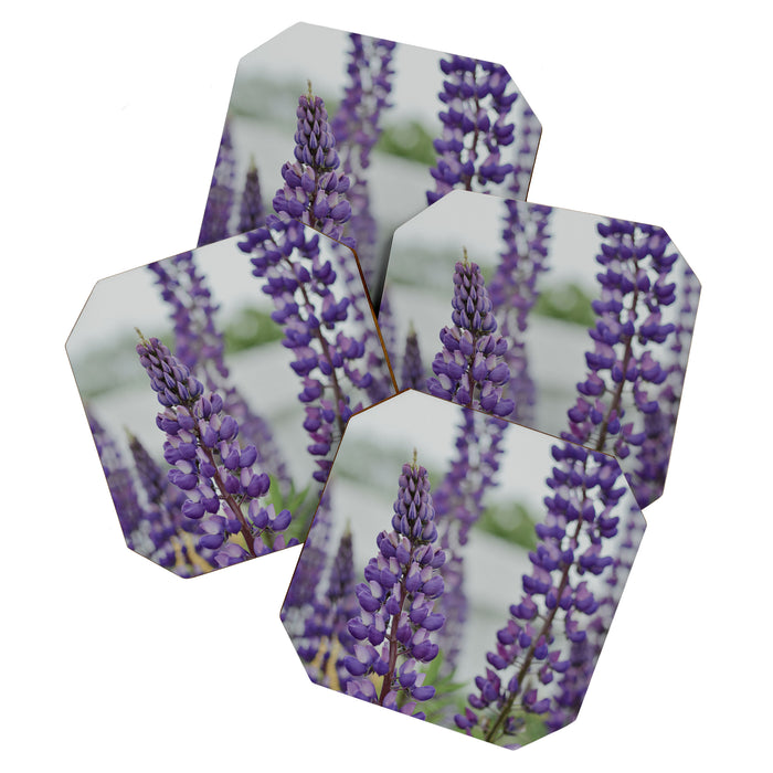 Lupine Field Coaster Gallery Image 1