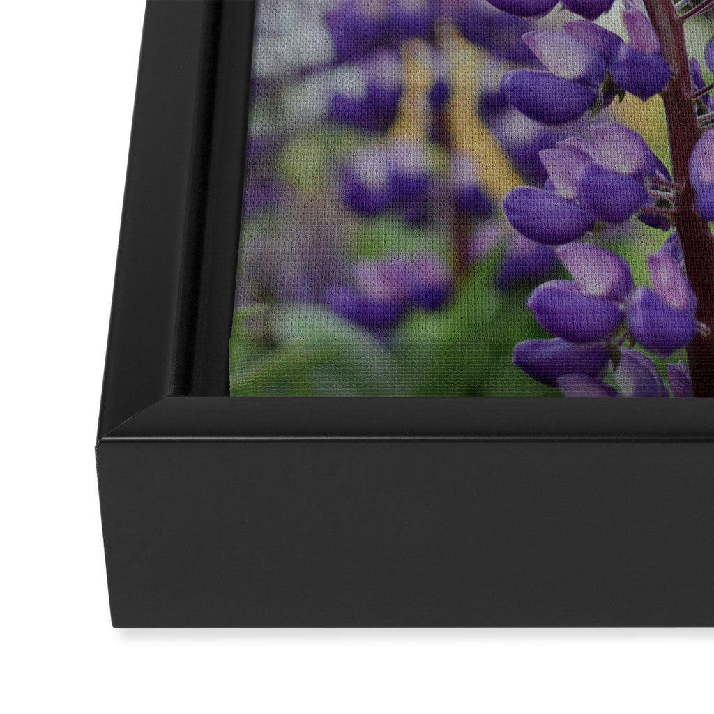 Lupine Field Framed Canvas Print Gallery Image 3