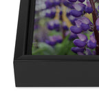 Lupine Field Framed Canvas Print Gallery Image 3