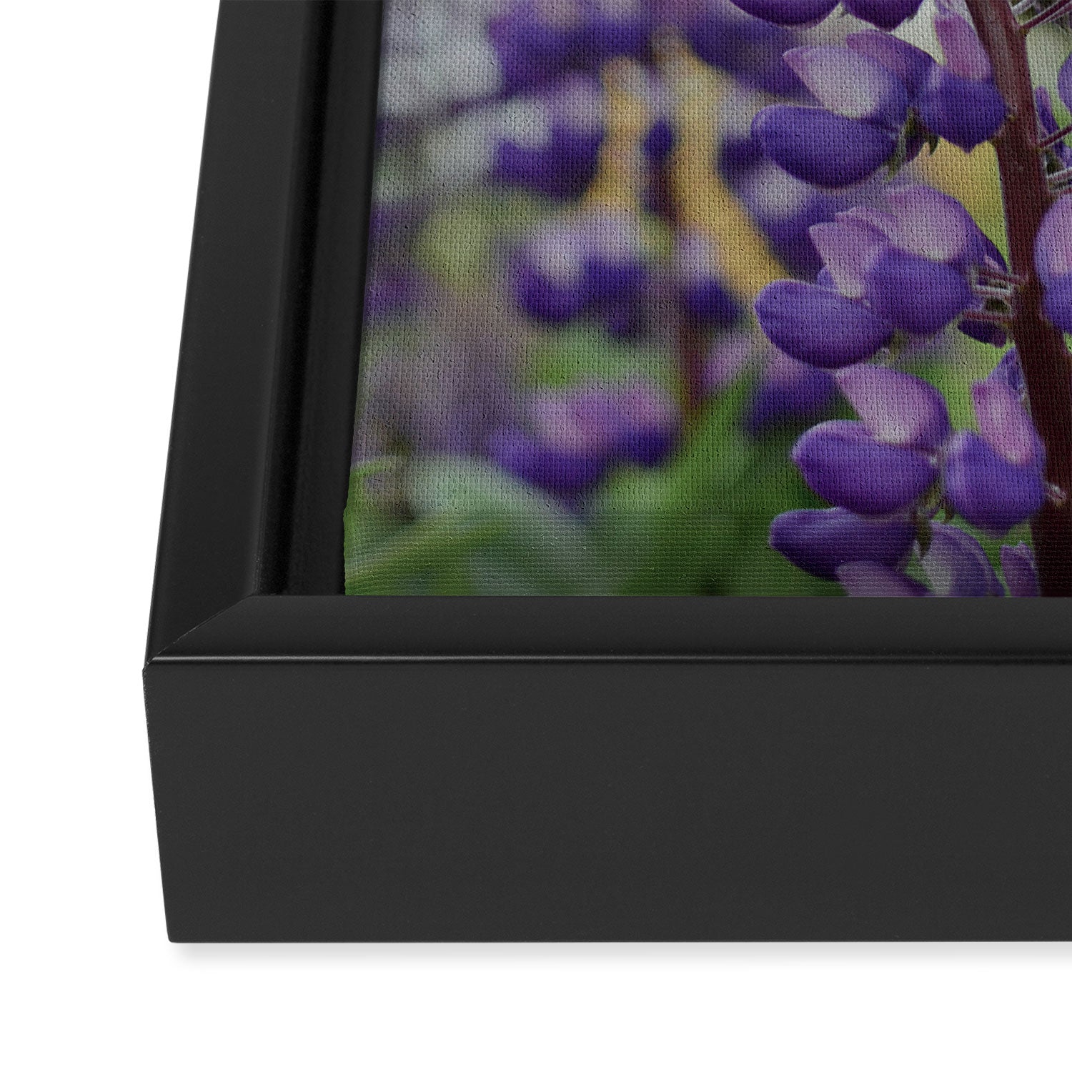 Lupine Field Framed Canvas Print Gallery Image 3