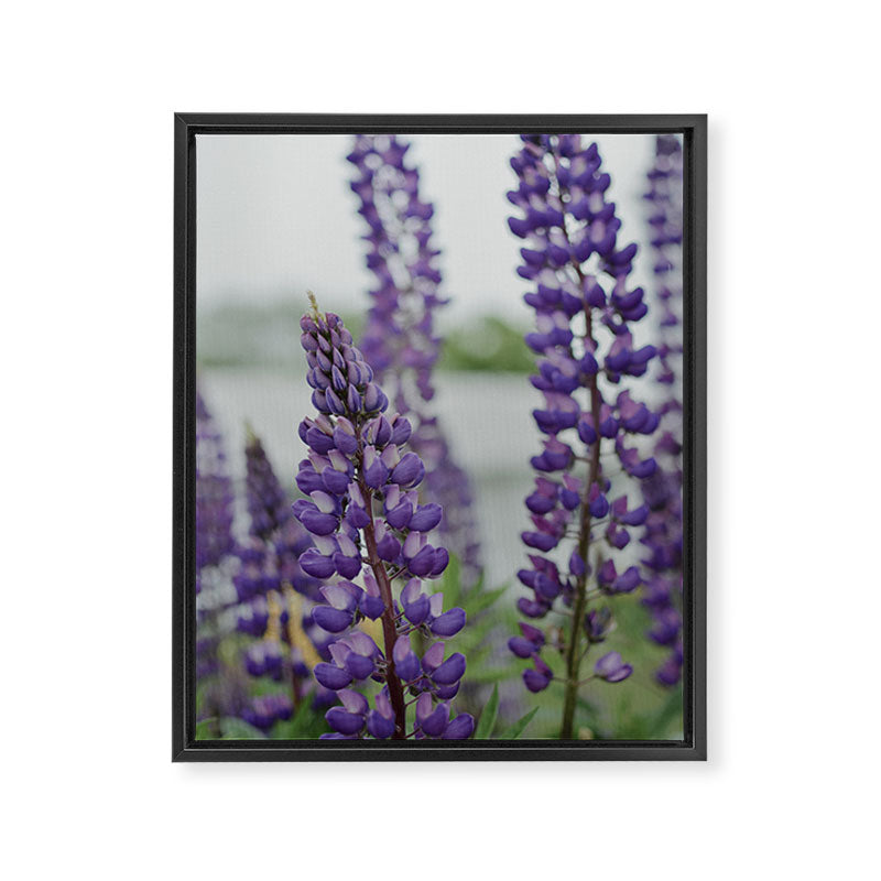 Lupine Field Framed Canvas Print Gallery Image 6