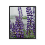 Lupine Field Framed Canvas Print Gallery Image 6