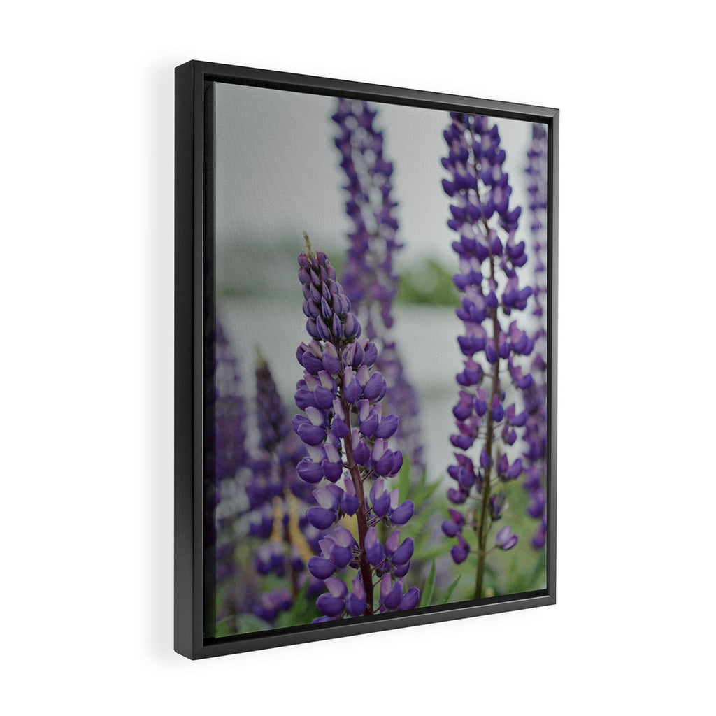 Lupine Field Framed Canvas Print Gallery Image 2