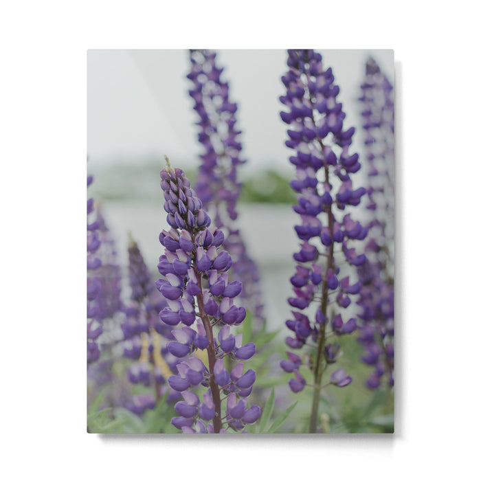 Lupine Field Metal Print Gallery Image 1