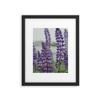 Lupine Field Framed Art Print Gallery Image 5
